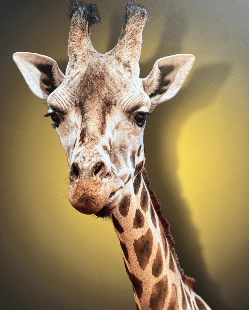 Akce_Zoo